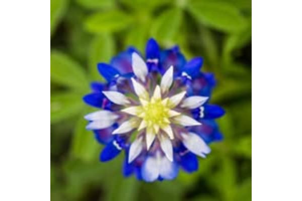 Bluebonnet Riding Stables