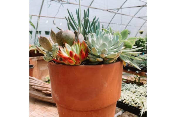 Bonnie's Greenhouse