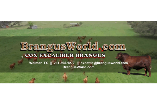 Cox Excalibur Brangus/Brangusworld
