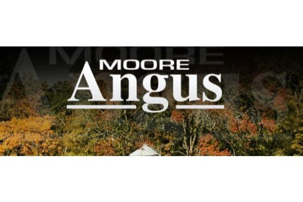 Moore Angus