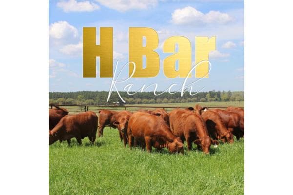 H Bar Ranch Beefmasters