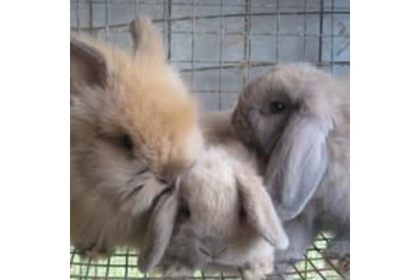 Bunny Haven Rabbitry & Poultry Farm