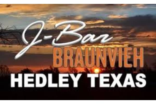 J Bar Braunvieh