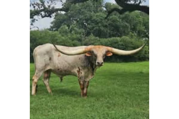 Whispering Oaks Ranch