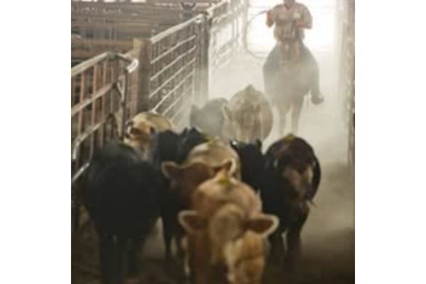 Seguin Cattle Co