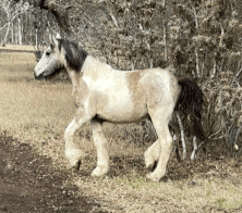Serenity Equine Therapy Center