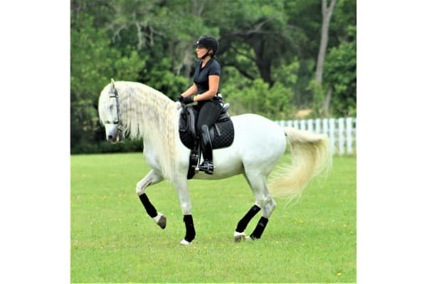 Deirdre Dressage LLC Boarding and Training