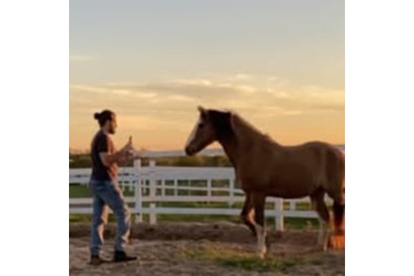 Elegancy Horse Riding academy
