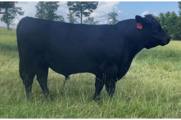 Nacogdoches Livestock Exchange