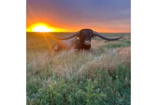 Diamond B Cattle Longhorns