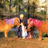 Celebration Ponies & Horses