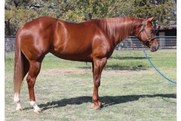 Rock-N-Oaks Stables, LLC