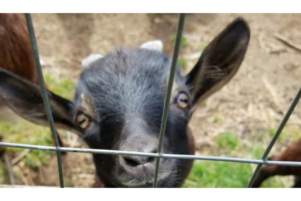 Jordan Ranch goat-sheep rescue services