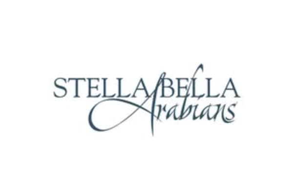 Stella Bella Arabians