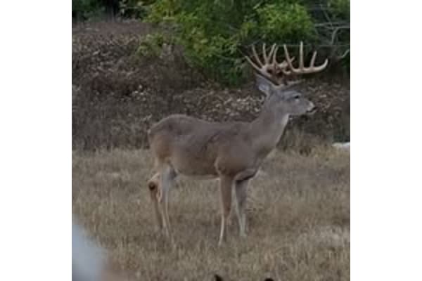 A & A Custom Processing