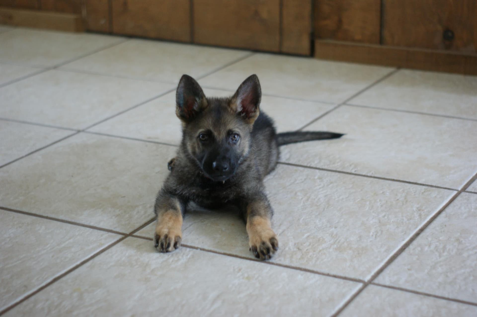 McGowan Veterinary Hospital