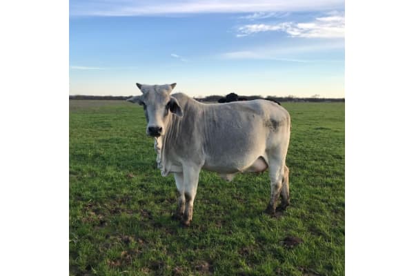 Johnson County Livestock Exchange
