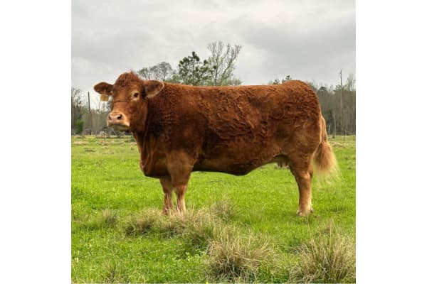 Goss Limousin