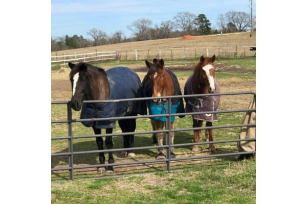 Equestrian Acres - Riding School & Boarding