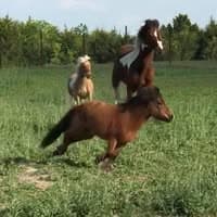 Jax's Farrier Service