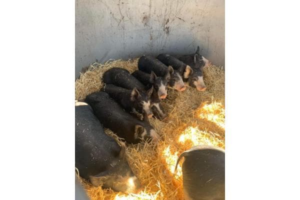 Chandler Farms Berkshire Hogs