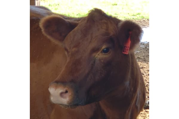 Wolf Ridge Ranch, LLC Diamond WR "Mini" Cattle