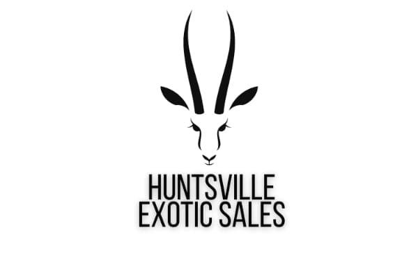Huntsville Exotic Sales
