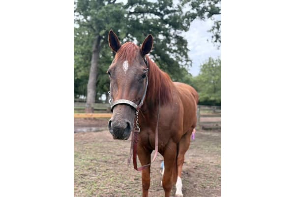 Rising Oaks Horsemanship