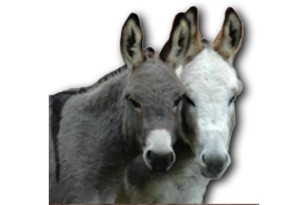 Cotten’s Half Ass Ranch