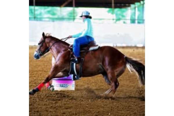 Elevated Equine - Rehab & Boarding