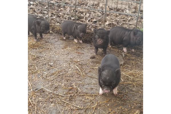 Best Little Potbelly Pig House in Texas