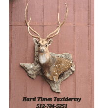 Hard Times Taxidermy