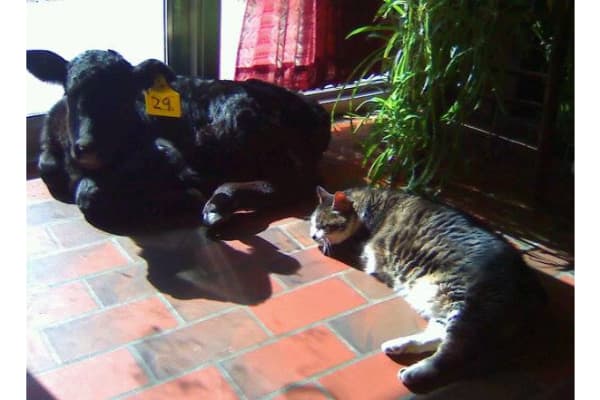 Hill Veterinary Services