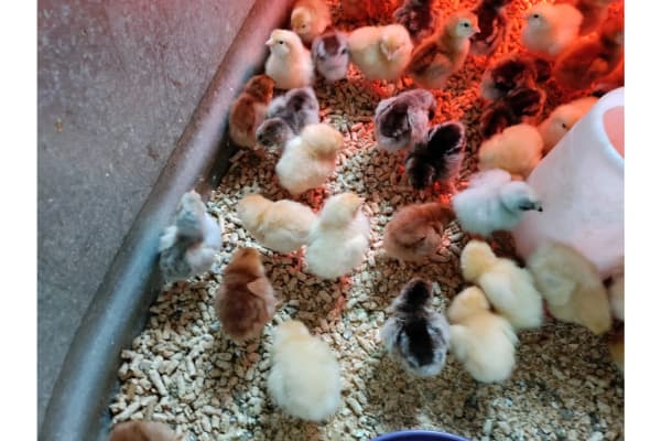 Little Pecker's chicks