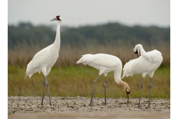 Aransas National Wildlife Refuge