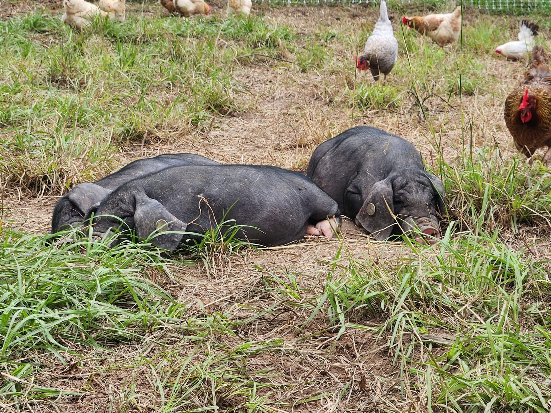 Lord of the Pigs Ranch