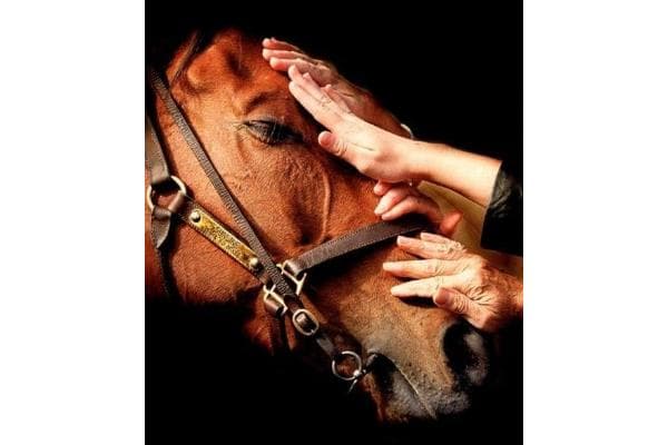 Tyrrell Park Stables