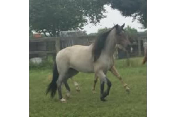 Tarkington Trails & Stables