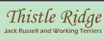 Thistle Ridge Jack Russell Terriers