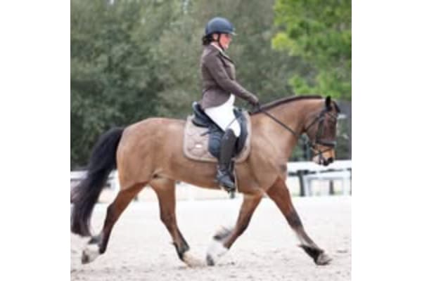 Diamond Riding & Training Academy