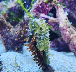 Aquarium Designs LLC