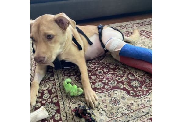 Coldspring Veterinary Clinic