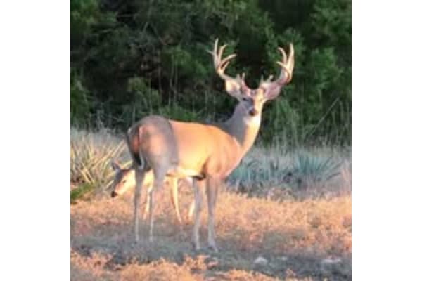 Wild Rocking P Hunting Ranch