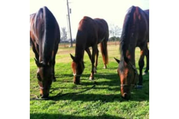 Cramer Quarter Horses