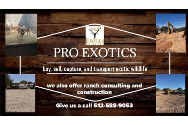 Pro Exotics - Texas Hoofstock