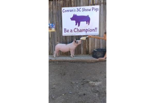 Conran's 3C Show Pigs