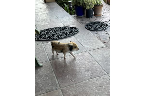 Stacy’s pigs and critters