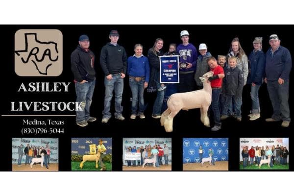 Ashley Club Lambs - Medina