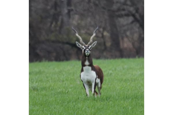 Rockstar Whitetails