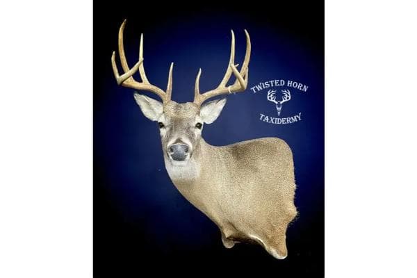 Twisted Horn Taxidermy